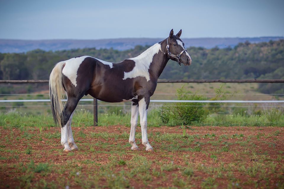 Paint Horses